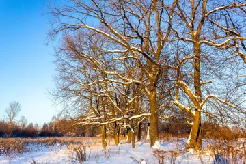 Foto auf Leinwand Tree row in cold winter © Evgeny Katyshev