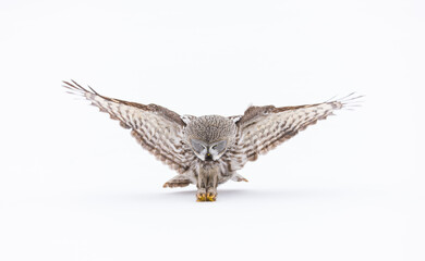 Fototapeta premium CARABO LAPON - GREAT GREY OWL (Strix nebulosa)
