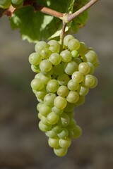 Hängende reife helle Weintraube