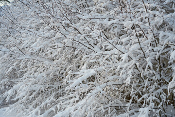 Branches of bushes in the snow as a natural background.