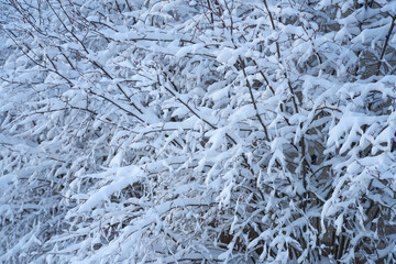 Branches of bushes in the snow as a natural background.