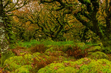 Fototapeta na wymiar Sessile oaks and moss in Wistman`s Wood in Cornwall, England, UK, United Kingdom
