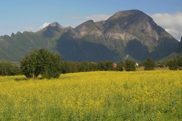 Mellom bakkar og berg
