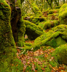 Sessile oaks and moss in Wistman`s Wood in Cornwall, England, UK, United Kingdom