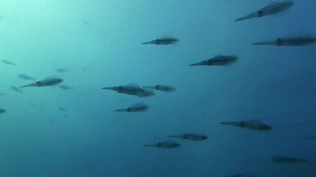 Large Shoal of Bigfin Reef Squid Swim Forward Overhead in Open Ocean