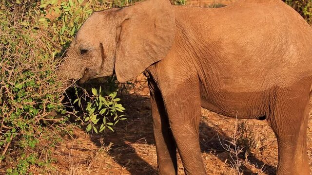 Baby African Elephant using trunk to pick and eat fresh leaves in Serengeti national park, Kenya Africa