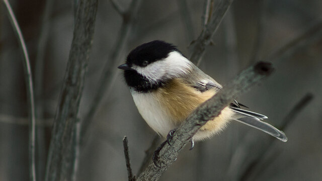 Chikadee perched on branch during winter time