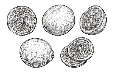 Hand drawn lime or lemon set. Fruit citrus sketch vector