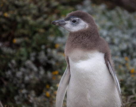 Close up of Baby Magellanic penguin looking left