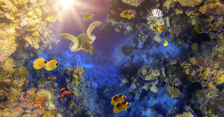 Underwater world. Coral fishes of Red sea.