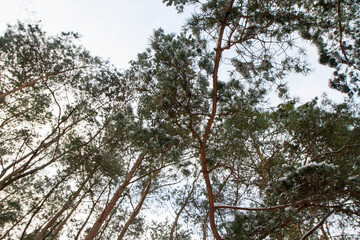 Pine forest seen upwards against the sky in winter, with some snow on the branches