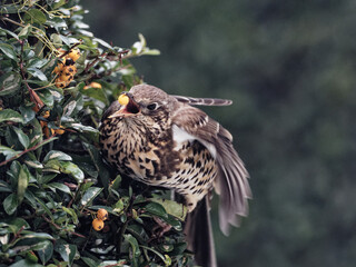 A Mistle Thrush (Turdus viscivorus) eating orange berries