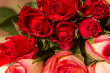 Red roses for the holiday on a dark background, Valentine's Day, March 8.
