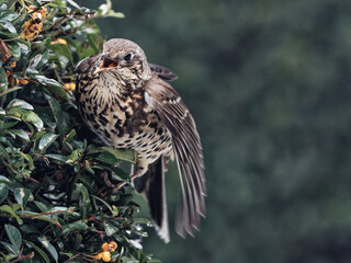 A Mistle Thrush (Turdus viscivorus) eating orange berries