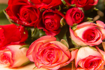 Red roses for the holiday on a dark background, Valentine's Day, March 8.