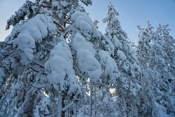 Snow-covered trees in the winter forest at sunset.