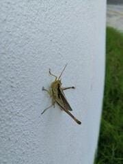 grasshopper on a leaf