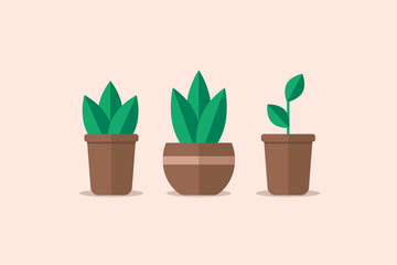Simple plants with leaves in pots. Set with three potted plants. Gardening, cozy home, interior details, naturalness
