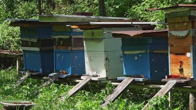 Rural Apiary with wooden beehives amidst the lush green Vegetation in Georgia - Medium shot