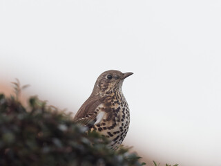 A Mistle Thrush (Turdus viscivorus) eating orange berries