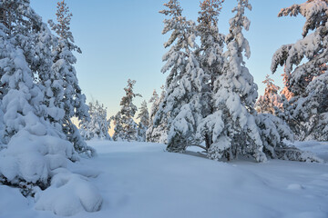 Snow-covered trees in the winter forest at sunset.