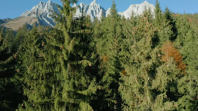 impressive mountain range unfolds behind trees in austria, wilder kaiser by day in autumn
