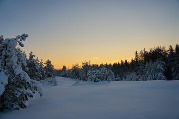 Fototapeta na wymiar A snow-covered clearing in the woods at sunset.