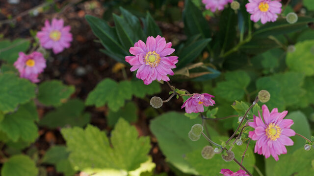 Anemone hybrida 'Pamina' ou anemone hupehensis | An&eacute;mone du Japon 'Pamina' &agrave; p&eacute;tales semi-doubles rose fonc&eacute; et &eacute;tamines jaune dor&eacute;e dans un feuillage duveteux, palm&eacute; et lob&eacute;