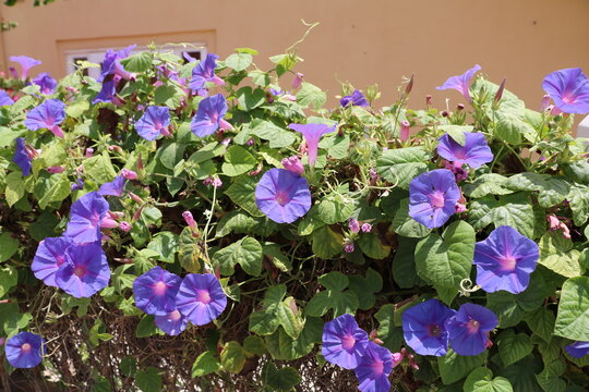 Morning Glory blooming in summer, Malta