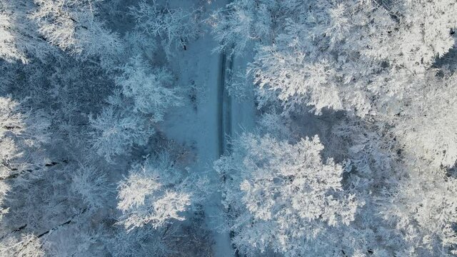 Winter wonderland of frosted scow covered with trees in Germany.