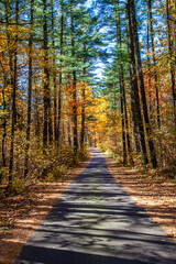 Colorful, Wisconsin, autumn trees in October during the morning
