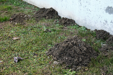 problem with moles, weeds, around the Foundation of the house