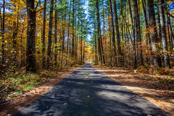 Colorful, Wisconsin, autumn trees in October during the morning