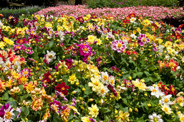 Field of hundreds of colorful flowers of daisies， cosmos， petunias of New Zealand