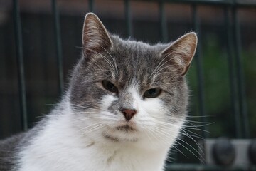 beautiful head portrait from a gray and white cat