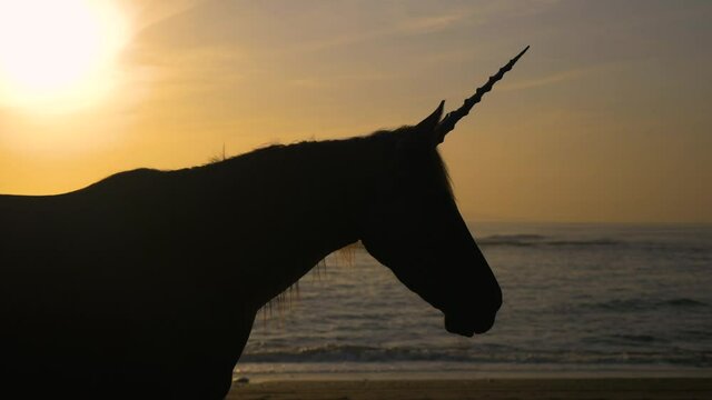 Silhouette of mythical unicorn horse on beach during sunrise, slow motion