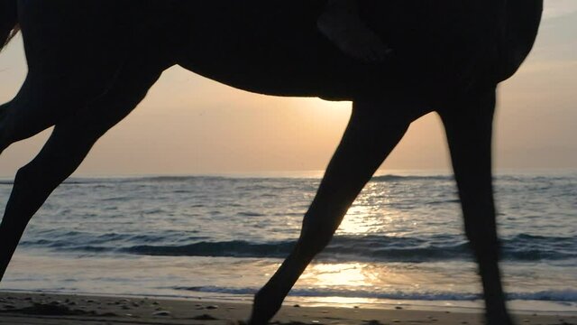 Horse legs running on beach during sunrise, ungulate animal galloping on sand