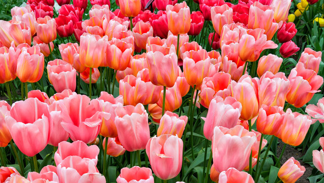 Field Of Menton Tulips In Denmark