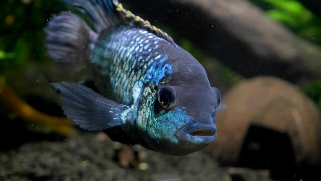adult electric blue acara dominant male stare attentively at camera, freshwater cichlid fish, beautiful and peaceful artificial breed species, head view footage