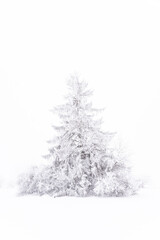 Tannenbaum im Nebel und schneebedeckt auf der Schw&auml;bischen Alb