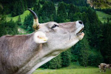 Kuh im Allgäu 1