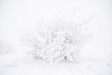 Baum schneebedeckt auf der Schw&auml;bischen Alb