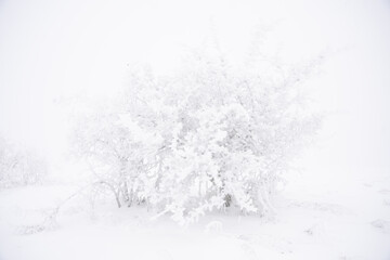 Baum schneebedeckt auf der Schwäbischen Alb