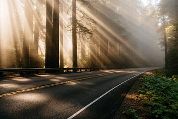 Golden hour in Redwood Forest in Northern California
