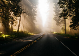 Golden hour in Redwood Forest in Northern California