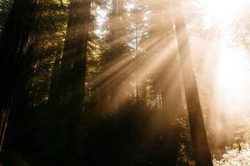 Fototapeta na wymiar Golden hour in Redwood Forest in Northern California