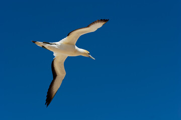 Flying Gannet bird in New Zealand