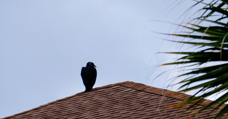Black Vulture is on the roof of a house