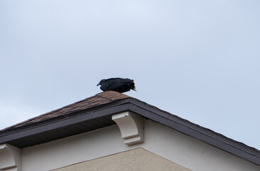 Black Vulture is on the roof of a house