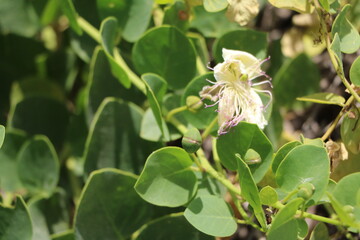 Buds and flower of capparis spinosa, Malta